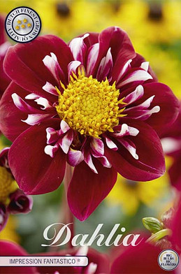 Dahlia Special Fantastico x 1 I .