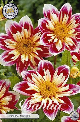 Dahlia Special Fashion Monger x 1 I .