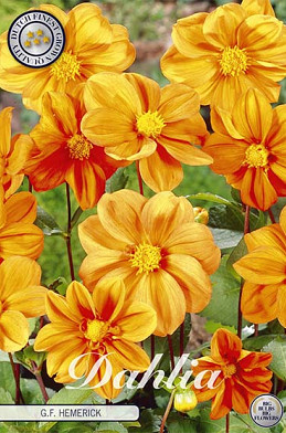 Dahlia Special G.F Hemerick x 1 I .