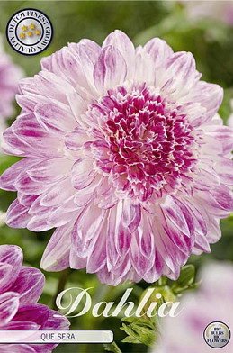 Dahlia Special Que Sera x 1 I .