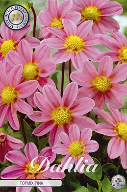 Dahlia Special Top mix Pink x1 I .