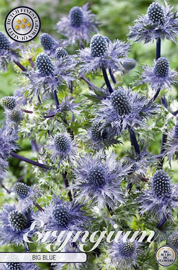 Eryngium Big Blue 1 I .