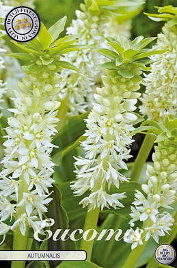 Eucomis autumnalis x 2 14/16