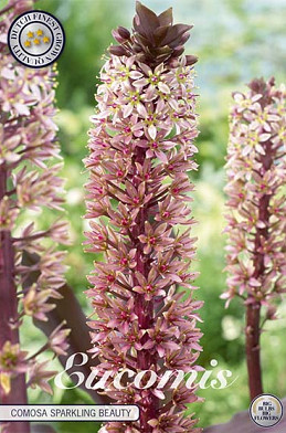 Eucomis comosa Sparkling Burgundy x 1 18/20