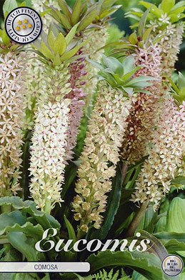 Eucomis Comosa x 1 18/20