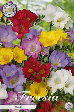 Freesia single Mixed x 15 5/+