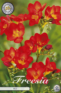 Freesia single Red x 15 5/+