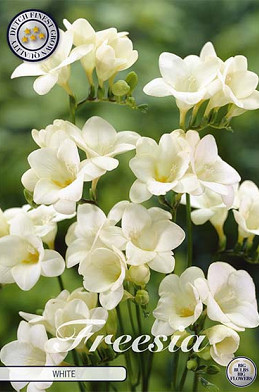 Freesia single White x 15 5/+