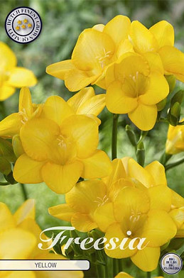 Freesia single Yellow x15 5/+