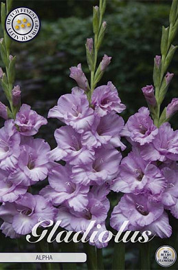 Gladiolus Alpha x10 12/14