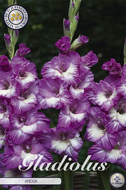 Gladiolus Anouk x10 12/14