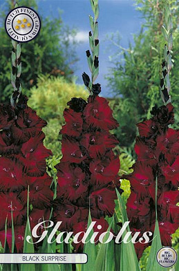 Gladiolus Black  Surprice x 10 12/14