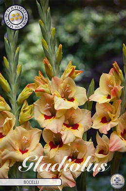 Gladiolus Bocelli x10 12/14