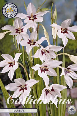 Gladiolus Callianthus x 10 8/10