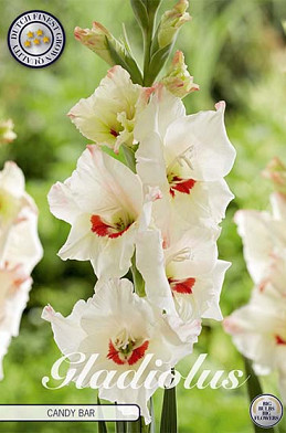 Gladiolus Candy Bar x10 12/14