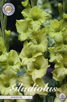 Gladiolus Dingadong x10 12/14