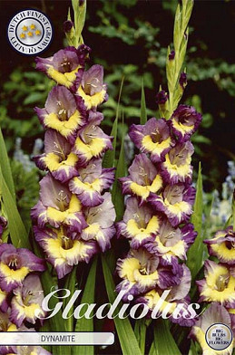 Gladiolus Dynamite x10 12/14