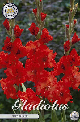 Gladiolus Firecracker x10 12/14