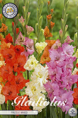 Gladiolus Frizzle Mixed x10 12/14