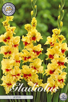 Gladiolus Jester x 10 12/14