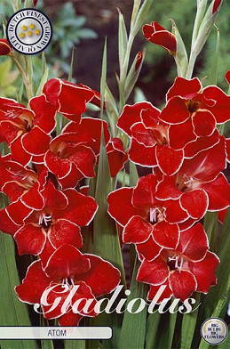 Gladiolus Nanus Atom x 10 9/10