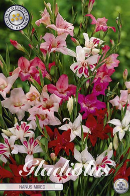 Gladiolus Nanus Mixed x 10 9/10