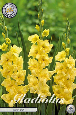 Gladiolus Nova Lux x 10 12/14