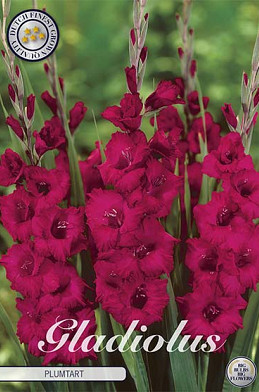 Gladiolus Plumtart x 10 12/14