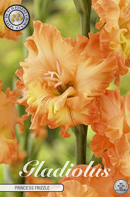 Gladiolus Princess Frizzle x10 12/14