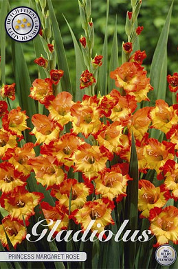 Gladiolus Princess margaret rose x 10 12/14