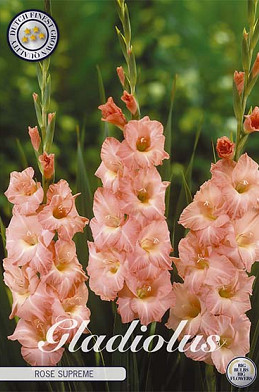 Gladiolus Rose Supreme x 10 12/14