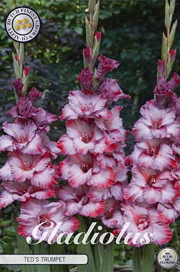 Gladiolus Ted's Trumpet x10 12/14