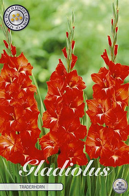 Gladiolus Traderhorn x 10 12/14