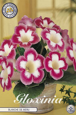 Gloxinia Blanche de Meru x 1 5/6