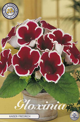 Gloxinia Kaiser Friedrich x 1 5/6