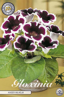 Gloxinia Kaiser Wilhelm x 1 5/6