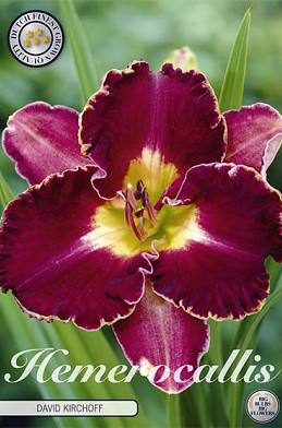 Hemerocallis David Kirchoff 1 I .