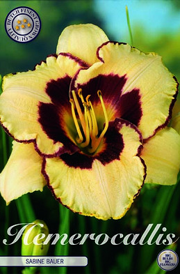 Hemerocallis Sabine Baur 1 I .