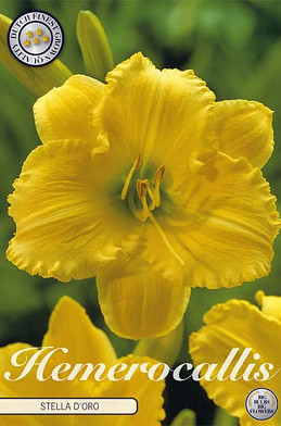 Hemerocallis Stella d'Or 1 I .