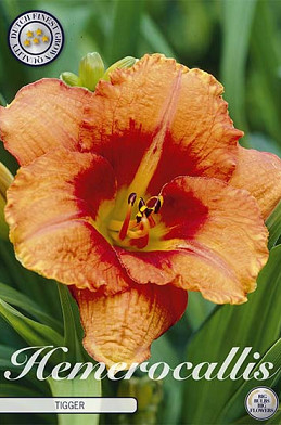 Hemerocallis Tigger 1 I .