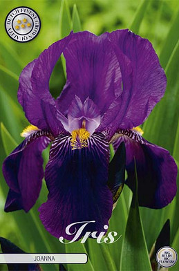 Iris Germanica Joanna x1 I