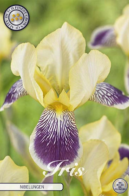 Iris Germanica Nibelungen x1 I