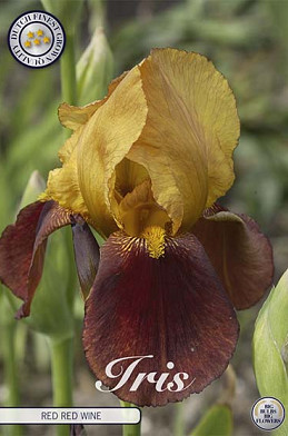 Iris Germanica Red Red Wine x1 I