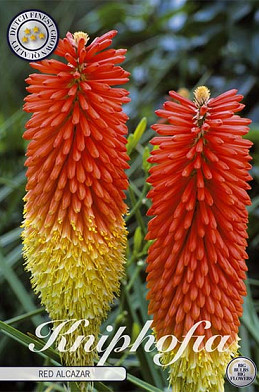 Kniphofia Red Alcazar 1 I .