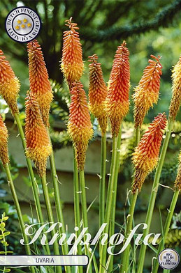 Kniphofia Uvaria 1 I .