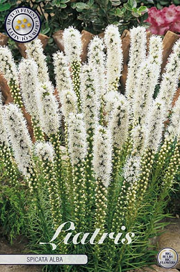 Liatris Spicata Alba  x 10 10/12