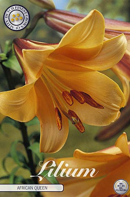 Lilium African Queen x 2 16/18