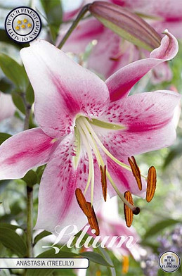 Lilium Anastasia x 2 18/20