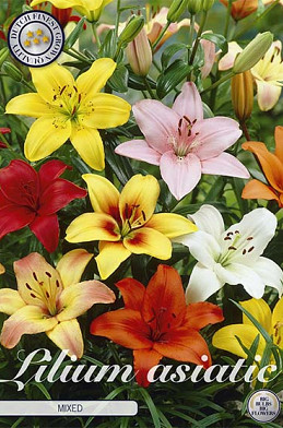 Lilium Asiatic mixed x 3 16/18