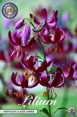 Lilium Martagon Claude Shride x 1 16/18